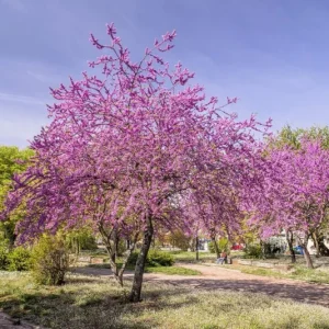 20 Eastern Redbud Tree Seeds (Cercis Canadensis) - Pink Flowering Native - Image 3