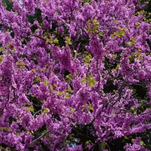 20 Eastern Redbud Tree Seeds (Cercis Canadensis) - Pink Flowering Native - Image 4