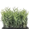 20 Emerald Green Arborvitae Tree Starter Plants - Bare Root Privacy Evergreen - Image 1