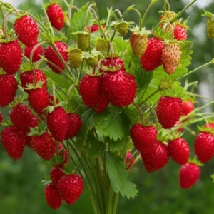 20 Eversweet Strawberry Bare Roots - Fragaria × ananassa - Everbearing, Heat Tolerant - Image 1
