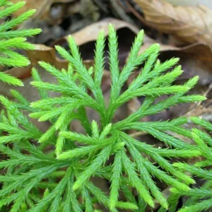 20 Fan Clubmoss Bare Roots - Evergreen Ground Cover Lycopodium Complanatum Plant - Image 2