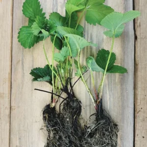 20 Fort Laramie Strawberry Bare Roots - Everbearing, Cold Hardy Fragaria x ananassa - Image 3