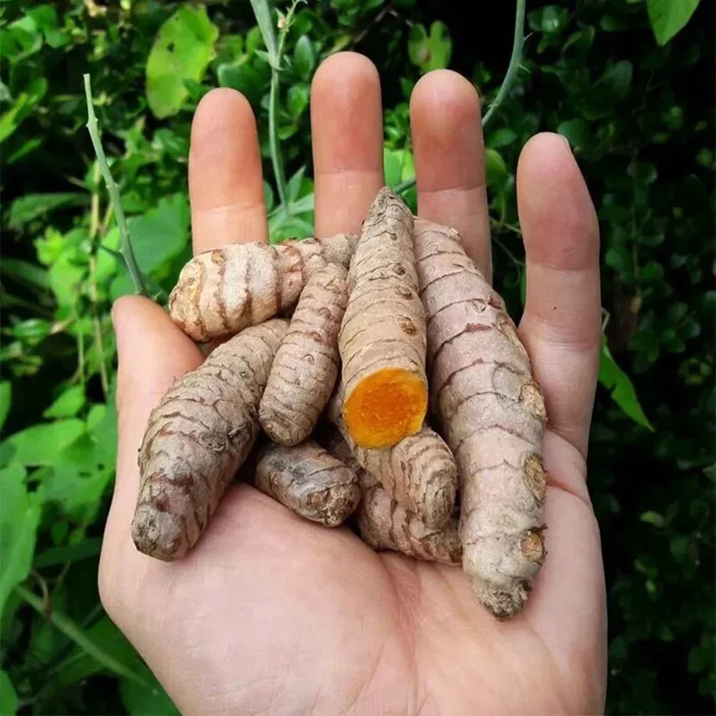 20 Fresh Turmeric Rhizomes – Curcuma longa Live Root Plants for Growing - Image 2