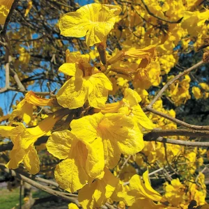 20 Golden Trumpet Tree Seeds - Handroanthus chrysanthus - Yellow Flowers - Image 4