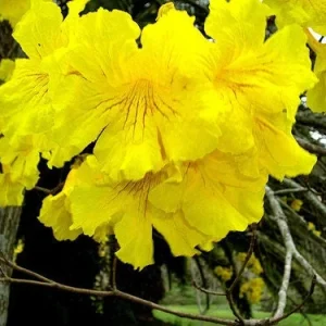 20 Golden Trumpet Tree Seeds - Handroanthus chrysanthus - Yellow Flowers - Image 5