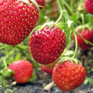 20 Guardian Strawberry Bare Roots - High Yield June-Bearing Fruit Plant, USDA Zones 3-10 - Image 4