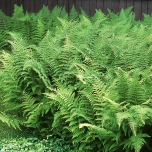 20 Hay Scented Fern Bare Roots - Dennstaedtia punctilobula Perennial Live Plant Outdoor - Image 5