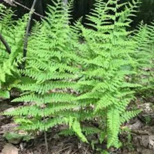 20 Hay Scented Fern Bare Roots - Dennstaedtia punctilobula Perennial Live Plant Outdoor - Image 8