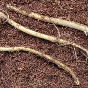 20 Horseradish Plant Bare Roots - Armoracia rusticana - Perennial Herb - Image 8