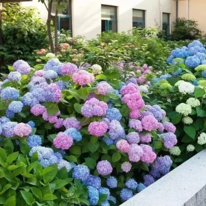 20 Hydrangea Flower Seeds - Blue, Violet, Pink Perennial Bush for Outdoor Garden - Image 2