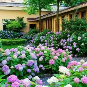 20 Hydrangea Flower Seeds - Blue, Violet, Pink Perennial Bush for Outdoor Garden - Image 3
