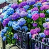 20 Hydrangea Flower Seeds - Blue, Violet, Pink Perennial Bush for Outdoor Garden - Image 1