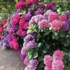 20 Hydrangea Flower Seeds - Rare Exotic Ball Bloom Plant - Perennial Outdoor - Image 1