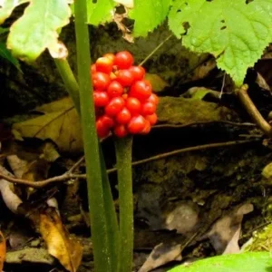 20 Jack In The Pulpit Bare Root Plants - Organic Arisaema Triphyllum - Image 10