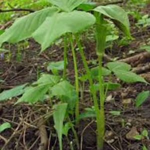 20 Jack In The Pulpit Bare Root Plants - Organic Arisaema Triphyllum - Image 2