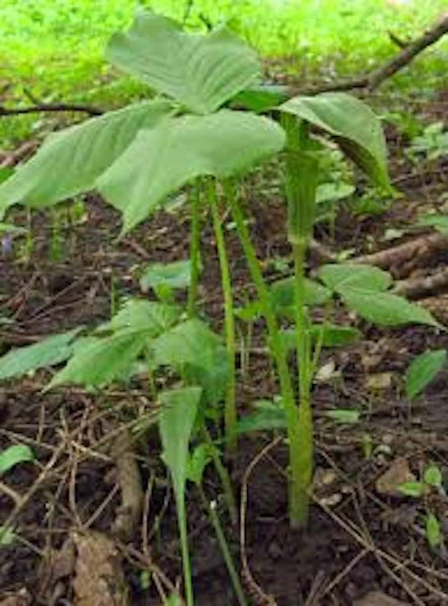 20 Jack In The Pulpit Bare Root Plants - Organic Arisaema Triphyllum - Image 2