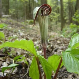 20 Jack In The Pulpit Bare Root Plants - Organic Arisaema Triphyllum - Image 6