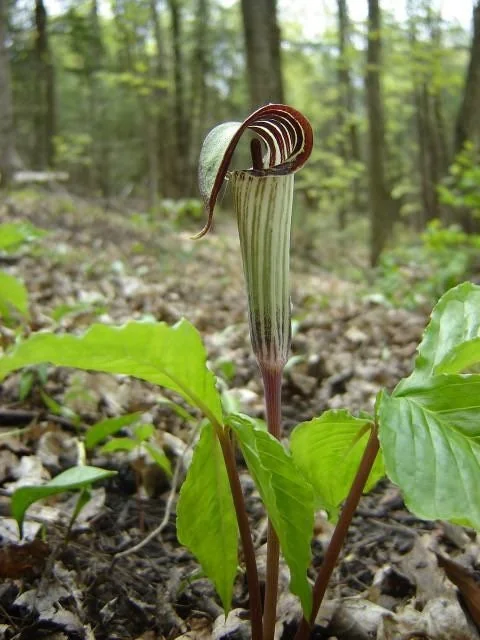 20 Jack In The Pulpit Bare Root Plants - Organic Arisaema Triphyllum - Image 6