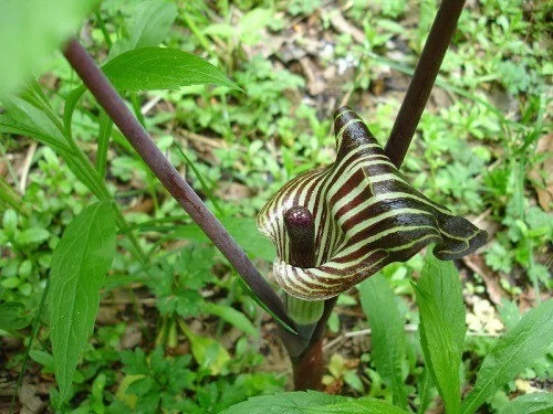 20 Jack In The Pulpit Bare Root Plants - Organic Arisaema Triphyllum - Image 7
