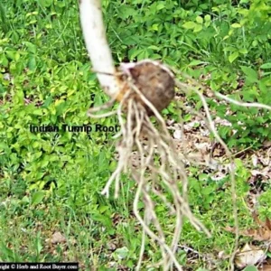 20 Jack In The Pulpit Bare Root Plants - Organic Arisaema Triphyllum - Image 9