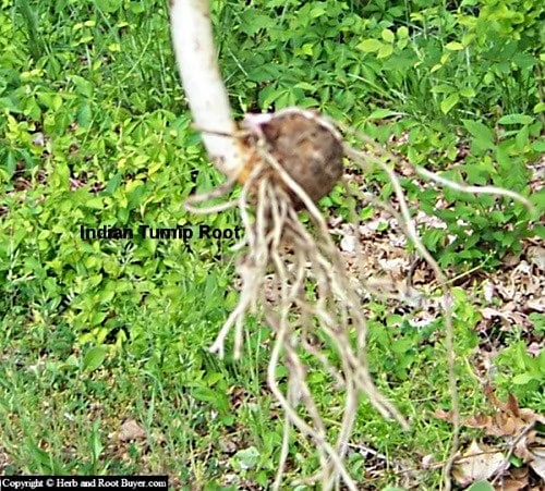 20 Jack In The Pulpit Bare Root Plants - Organic Arisaema Triphyllum - Image 9
