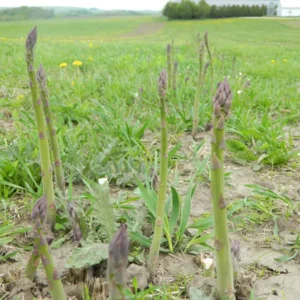 20 Jersey Giant Asparagus Bare Roots - High-Yielding, Disease Resistant - Image 7