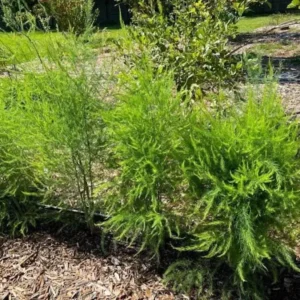 20 Jersey Supreme Asparagus Bare Roots - High-Yield Vegetable Plant - Image 3