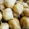 20 Jicama Seeds - Non-GMO Mexican Yam Bean Root Potato Vegetable Seeds for Planting - Image 1