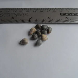 20 Jobs Tears Seeds for Planting - Coix Lacryma Grass Seeds - Image 4