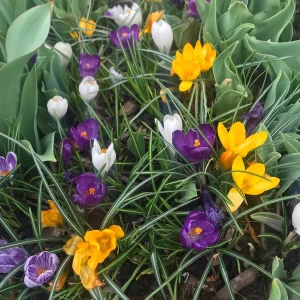 20 Jumbo Crocus Mixture Bulbs - Spring Flowering Bulbs, Hardy USDA 3-8 - Image 3