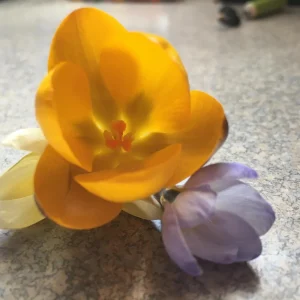 20 Jumbo Crocus Mixture Bulbs - Spring Flowering Bulbs, Hardy USDA 3-8 - Image 4