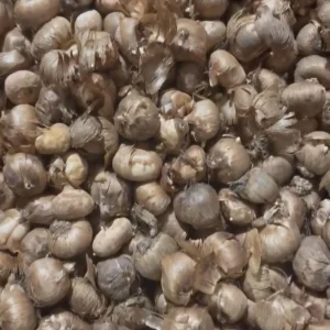 20 Jumbo Crocus Mixture Bulbs - Spring Flowering Bulbs, Hardy USDA 3-8 - Image 5