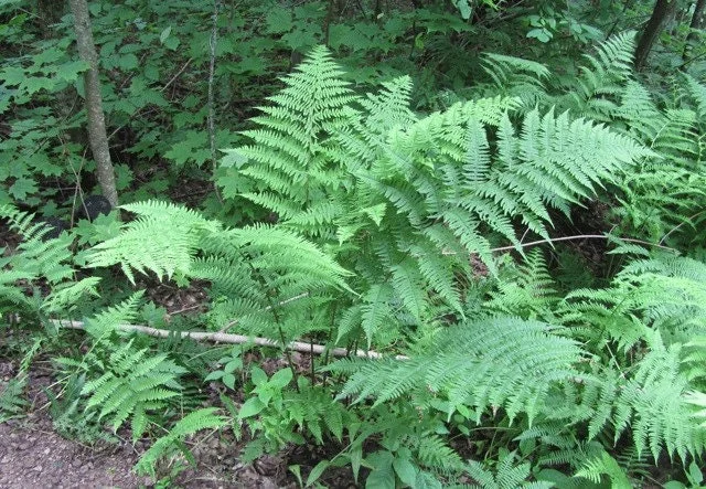 20 Lady Fern Bare Root Plants - Athyrium Filix-Femina Woodland Perennial - Image 9