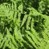 20 Lady Fern Bulbs (Athyrium Filix-Femina) - Deciduous Shade Fern - Image 1