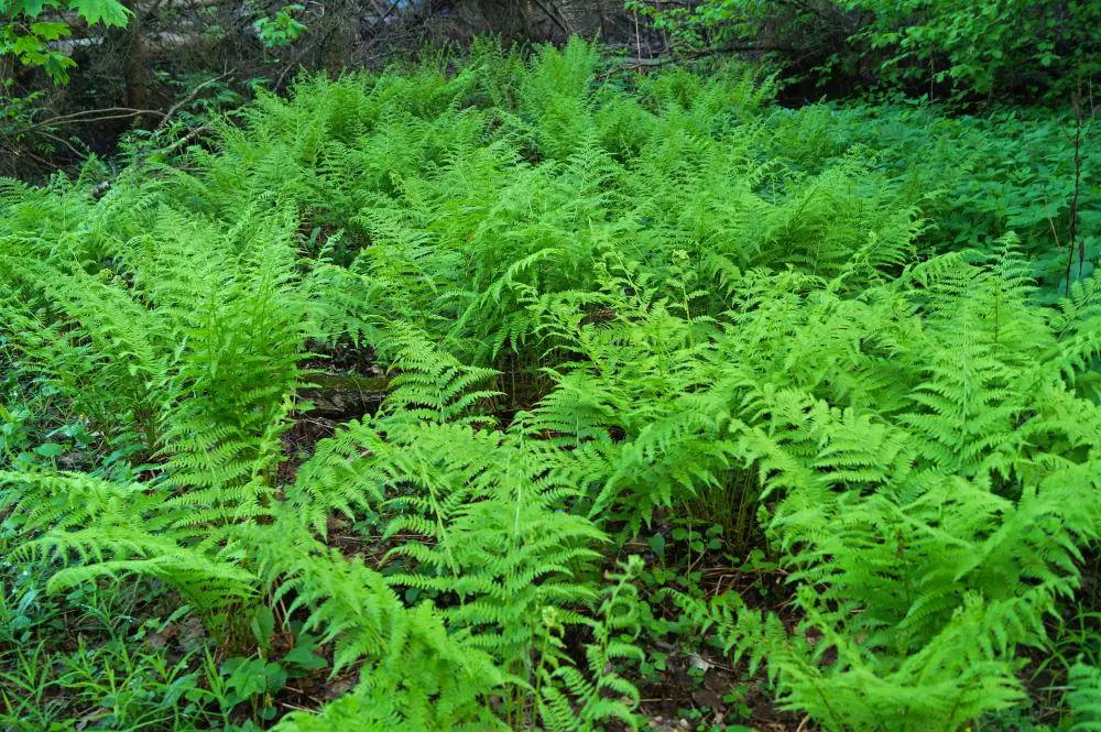 20 Lady Fern Bulbs (Athyrium Filix-Femina) - Deciduous Shade Fern - Image 2
