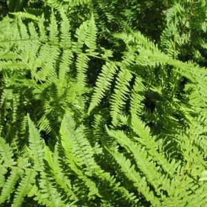 20 Lady Fern Bulbs (Athyrium Filix-Femina) - Deciduous Shade Fern - Image 1