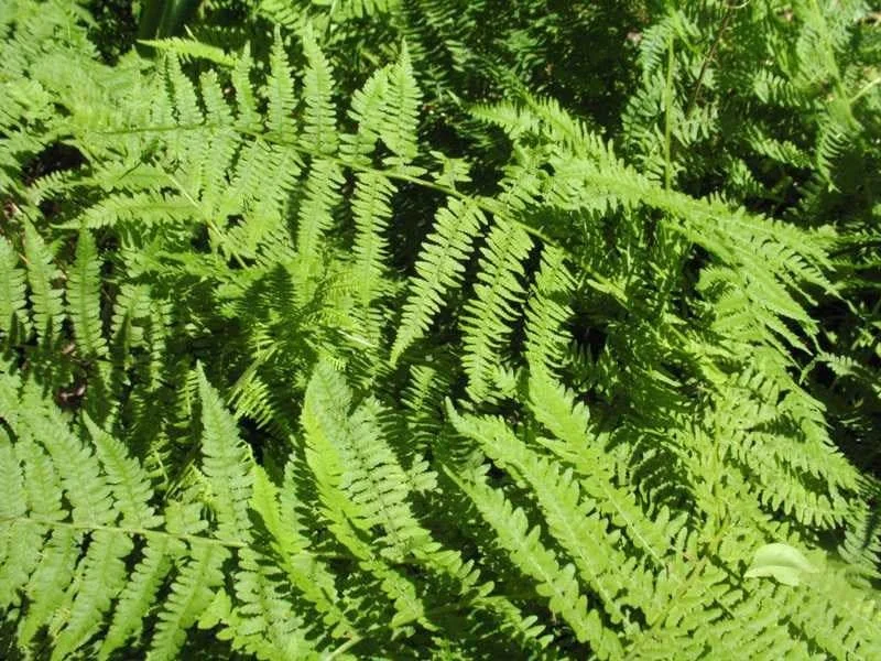 20 Lady Fern Bulbs (Athyrium Filix-Femina) - Deciduous Shade Fern - Image 1