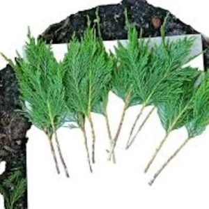 20 Leyland Cypress Tree Cuttings - Fast Growing Privacy Hedge Plant - Image 3