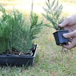 20 Leyland Cypress Tree Starter Plant Landscape Evergreen Bare Root - Image 2