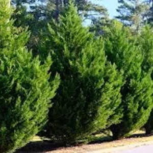 20 Leyland Cypress Tree Starter Plant Landscape Evergreen Bare Root - Image 1