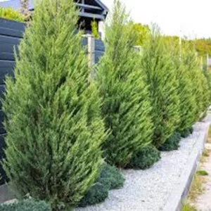 20 Leyland Cypress Tree Starter Plant Landscape Evergreen Bare Root - Image 4