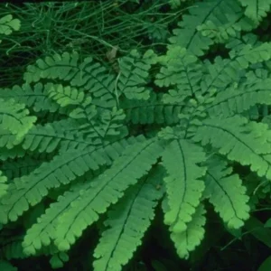 20 Maidenhair Fern Bare Root Plants – Adiantum pedatum Organic – Outdoor Shade Plant - Image 5