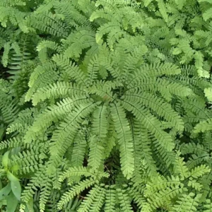 20 Maidenhair Fern Bare Root Plants – Adiantum pedatum Organic – Outdoor Shade Plant - Image 6