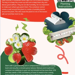 20 Mara Des Bois Strawberry Plants - Everbearing Sweet Strawberries - Bare Root - Image 8