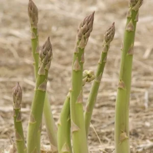20 Millennium Asparagus Bare Roots - Asparagus officinalis, High-Yielding Perennial - Image 1