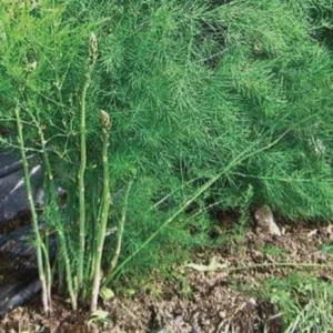20 Millennium Asparagus Bare Roots - Asparagus officinalis, High-Yielding Perennial - Image 7