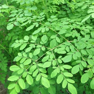 20 Moringa Seeds - Drumstick Tree Seeds, Easy Grow Edible Leaf - Image 3