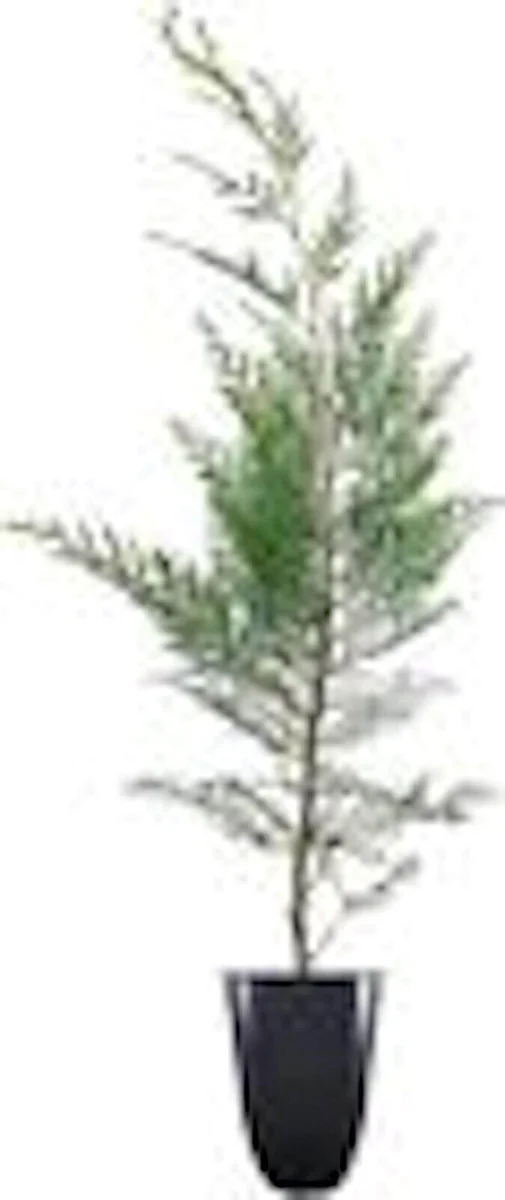 20 Murray Cypress Tree Seedlings - Fast Growing Evergreen Privacy Plant - Outdoor - Image 2