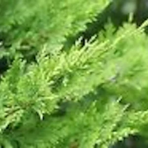 20 Murray Cypress Tree Seedlings - Fast Growing Evergreen Privacy Plant - Outdoor - Image 3