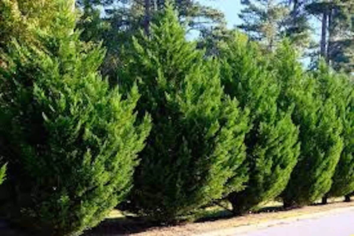 20 Murray Cypress Tree Seedlings - Fast Growing Evergreen Privacy Plant - Outdoor - Image 4
